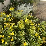 Primavera Lägenhet Maratea