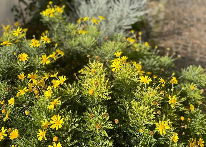 Primavera דירה מראטיאה